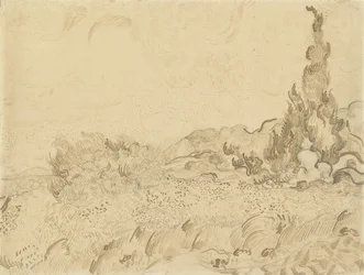 Weizenfeld mit Zypressen